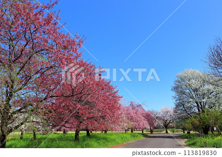 [Toyama Prefecture] Cherry blossoms in full bloom at the Toyama Prefectural Central Botanical Gardens on a clear day (Sakura and Plum Gardens) 113819830