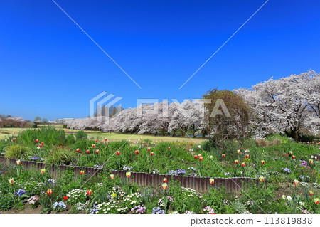 [Toyama Prefecture] Cherry blossoms and tulips in full bloom at Toyama Prefectural Central Botanical Garden on a clear day 113819838