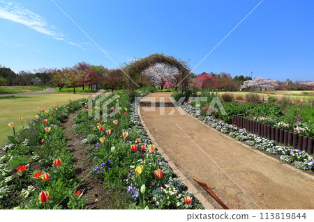 [Toyama Prefecture] Cherry blossoms and tulips in full bloom at Toyama Prefectural Central Botanical Garden on a clear day 113819844