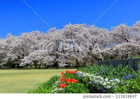 [Toyama Prefecture] Cherry blossoms and tulips in full bloom at Toyama Prefectural Central Botanical Garden on a clear day 113819847