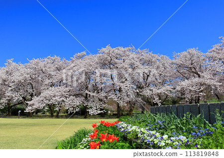 [富山縣] 晴朗的日子，富山縣中央植物園櫻花和鬱金香盛開 113819848