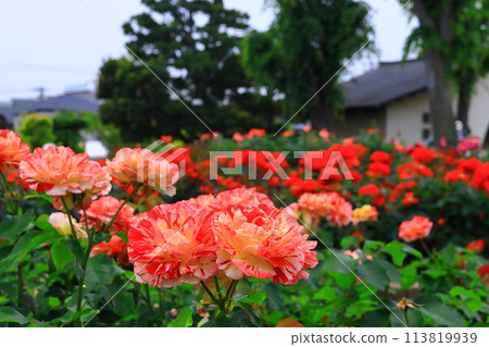Sentimental roses blooming at Aramaki Rose Garden (Itami City, Hyogo Prefecture) Sentimental roses blooming at Aramaki Rose Garden (Itami City, Hyogo Prefecture) 113819939