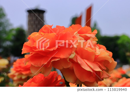 Roses blooming at Aramaki Rose Garden (Itami City, Hyogo Prefecture) <Brass Band> Roses blooming at Aramaki Rose Garden (Itami City, Hyogo Prefecture) <Brass Band> 113819940