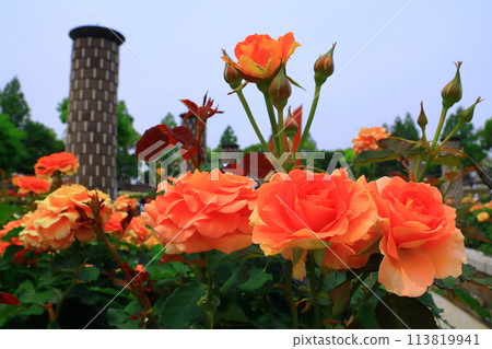 Roses blooming at Aramaki Rose Garden (Itami City, Hyogo Prefecture) <Brass Band> Roses blooming at Aramaki Rose Garden (Itami City, Hyogo Prefecture) <Brass Band> 113819941
