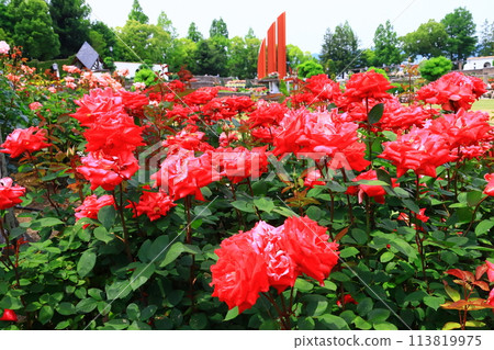Roses "Love" blooming at Aramaki Rose Garden (Itami City, Hyogo Prefecture) 113819975