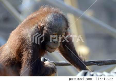 Orangutan 113819986
