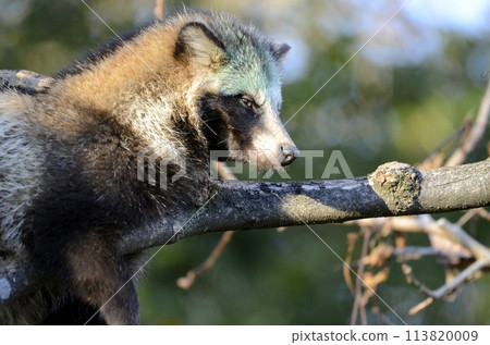 Raccoon dog 113820009