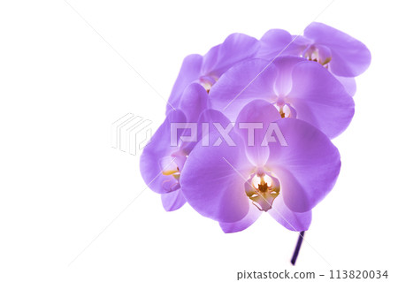 Phalaenopsis Purple - Horizontal Right a(3) 113820034
