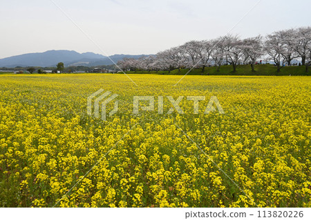 櫻花盛開的奈良縣橛原市、藤原宮遺址、油菜花園 113820226