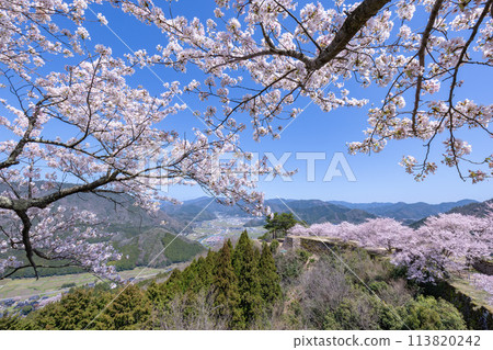 Cherry blossoms in full bloom Takeda castle ruins 113820242