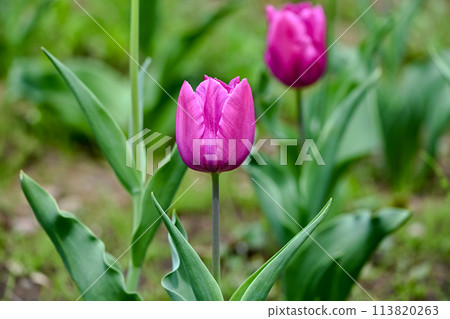 鬱金香 鬱金香 113820263