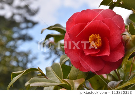 Camellia of Izu Oshima Tokyo Camellia of Izu Oshima Tokyo 113820338