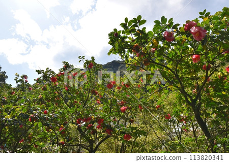 Camellia of Izu Oshima Tokyo 113820341