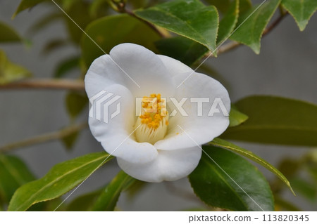 Camellia of Izu Oshima Tokyo Camellia of Izu Oshima Tokyo 113820345