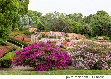 Scenery with fresh greenery and azaleas 113820463