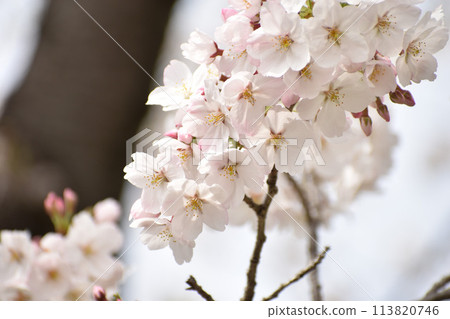白色的吉野櫻花樹在深色樹幹的襯托下格外顯眼 白色的吉野櫻花樹在深色樹幹的襯托下格外顯眼 113820746