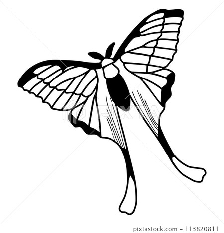 butterfly doodle outline drawing. simple Black line.  113820811