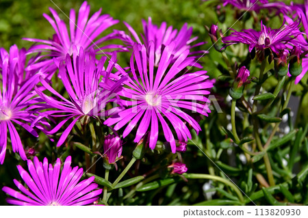 The flowers of Matsubagi are blooming 113820930
