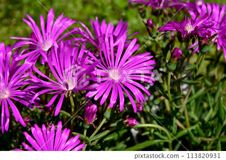 The flowers of Matsubagi are blooming The flowers of Matsubagi are blooming 113820931