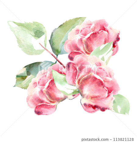 Pink roses watercolor hand painting floral illustration of collection garden flowers. Isolated on white background. Wedding floral design for bouquets, wreaths, arrangements, wedding invitations Pink roses watercolor hand painting floral illustration of collection garden flowers. Isolated on white background. Wedding floral design for bouquets, wreaths, arrangements, wedding invitations 113821128