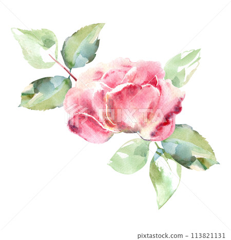 Pink roses watercolor hand painting floral illustration of collection garden flowers. Isolated on white background. Wedding floral design for bouquets, wreaths, arrangements, wedding invitations Pink roses watercolor hand painting floral illustration of collection garden flowers. Isolated on white background. Wedding floral design for bouquets, wreaths, arrangements, wedding invitations 113821131