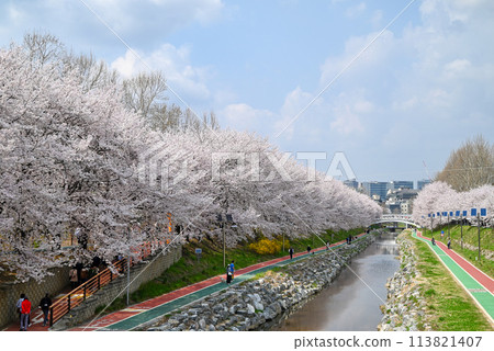 Seoul's famous cherry blossom spot: Baeheon Citizens' Forest [Seocho-gu, Korea] 113821407