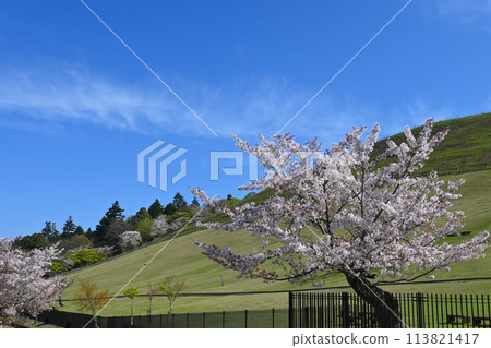 Early morning walk at the foot of Mount Wakakusa in Nara Park, cherry blossoms in full bloom 113821417
