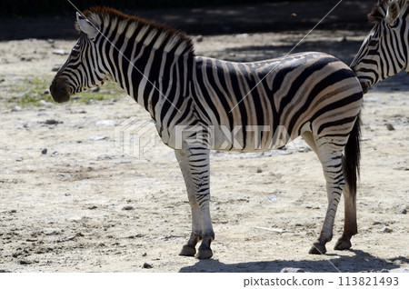 zebra  113821493