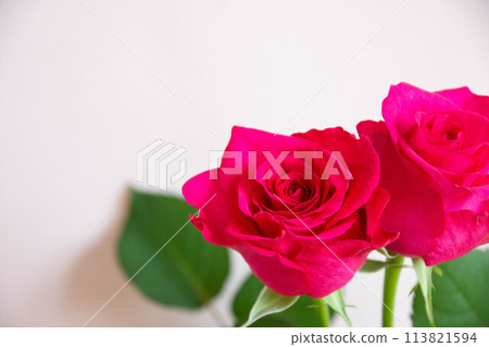 Pink roses Pink roses 113821594