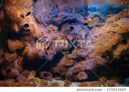 Tropical fish in aquarium, walk in Frankfurt Zoological garden, founded in 1858 and second oldest zoo in Germany Tropical fish in aquarium, walk in Frankfurt Zoological garden, founded in 1858 and second oldest zoo in Germany 113821604