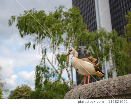 close-up of Egyptian or Nile goose Alopochen aegyptiaca on ground in city. Sunny warm may in Frankfurt close-up of Egyptian or Nile goose Alopochen aegyptiaca on ground in city. Sunny warm may in Frankfurt 113821631