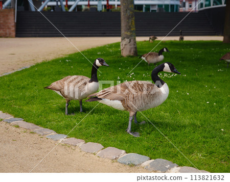A family of Canada Geese grazing grass in city Frankfurt am Main, on bank of river in Frankfurt, spring time A family of Canada Geese grazing grass in city Frankfurt am Main, on bank of river in Frankfurt, spring time 113821632