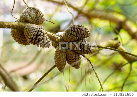 Cones on a pine Pinus brutia branch close up in springtime pinewood 113821696