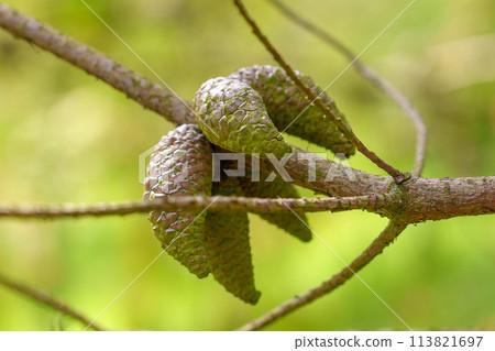 Seed cones on a wild pine branch in spring forest close up. Coniferous Pinus brutia in Spanish nature 113821697