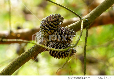 Pine seed cones on a branch of a coniferous spring tree close up in woodland. Pinus brutia 113821698
