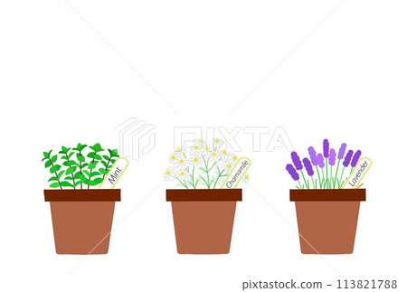 Potted Herb Postcard Potted Herb Postcard 113821788
