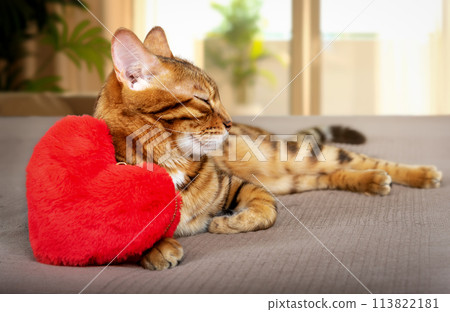 Cute bengal cat resting in the living room. 113822181
