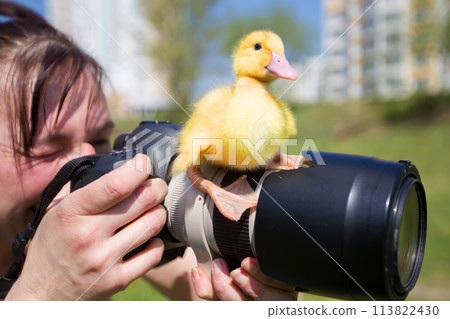 A duck is sitting on a professional camera lens. Photograph of animals. A duck is sitting on a professional camera lens. Photograph of animals. 113822430
