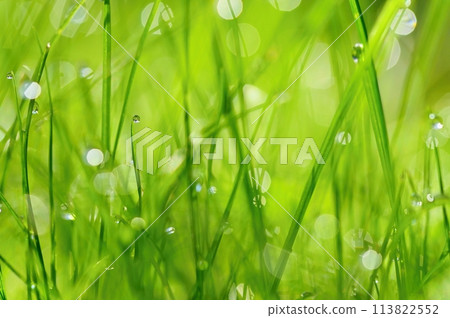 Green nature. Beautiful close up photo of nature. Green grass with dew drops. Colorful spring background with morning sun and natural green plants landscape, ecology, fresh wallpaper concept with copy 113822552