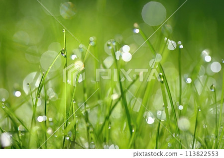 Green nature. Beautiful close up photo of nature. Green grass with dew drops. Colorful spring background with morning sun and natural green plants landscape, ecology, fresh wallpaper concept with copy 113822553