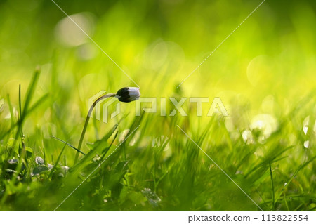 Beautiful natural background of green grass and daisy flower with sun. Springtime. Seasonal concept for spring and morning in nature. 113822554