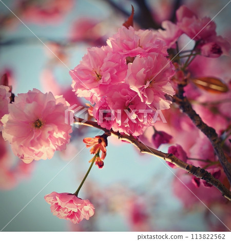 Beautiful flowering tree. Spring colorful background with flowers. Nature in spring time - nice sunny day. 113822562