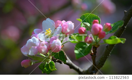 Spring background with blossoming fruit tree. Beautiful blooming apple tree in spring time. Spring background with blossoming fruit tree. Beautiful blooming apple tree in spring time. 113822563