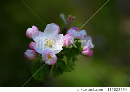 Spring background with blossoming fruit tree. Beautiful blooming apple tree in spring time. Spring background with blossoming fruit tree. Beautiful blooming apple tree in spring time. 113822564