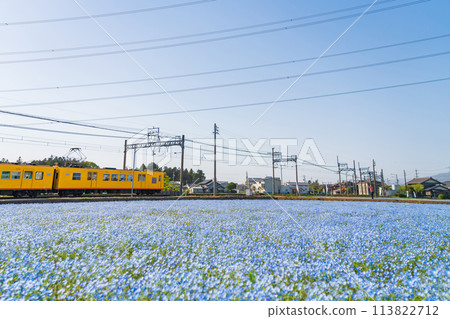 Nemophila in full bloom at Oizumi Station on the Sangi Railway Hokusei Line (Inabe City, Mie Prefecture) Nemophila in full bloom at Oizumi Station on the Sangi Railway Hokusei Line (Inabe City, Mie Prefecture) 113822712