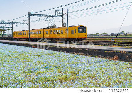 Nemophila in full bloom at Oizumi Station on the Sangi Railway Hokusei Line (Inabe City, Mie Prefecture) 113822715