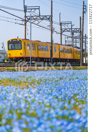 Nemophila in full bloom at Oizumi Station on the Sangi Railway Hokusei Line (Inabe City, Mie Prefecture) Nemophila in full bloom at Oizumi Station on the Sangi Railway Hokusei Line (Inabe City, Mie Prefecture) 113822717