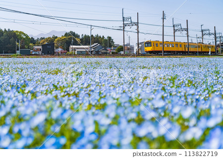 Nemophila in full bloom at Oizumi Station on the Sangi Railway Hokusei Line (Inabe City, Mie Prefecture) 113822719