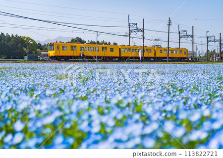 Nemophila in full bloom at Oizumi Station on the Sangi Railway Hokusei Line (Inabe City, Mie Prefecture) 113822721