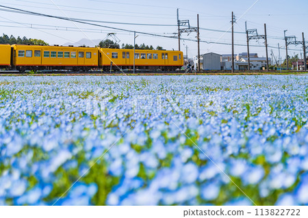 Nemophila in full bloom at Oizumi Station on the Sangi Railway Hokusei Line (Inabe City, Mie Prefecture) 113822722